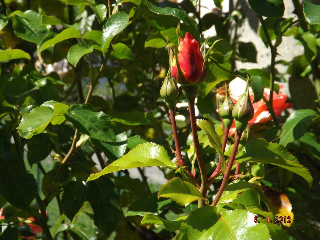 B&B Sòl Fiorì Agordo Exterior foto