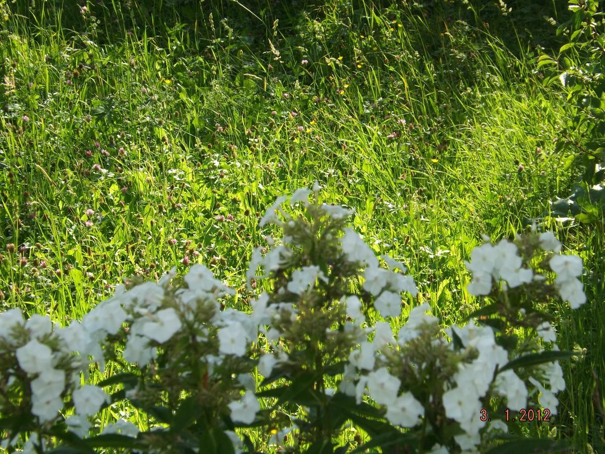 B&B Sòl Fiorì Agordo Exterior foto